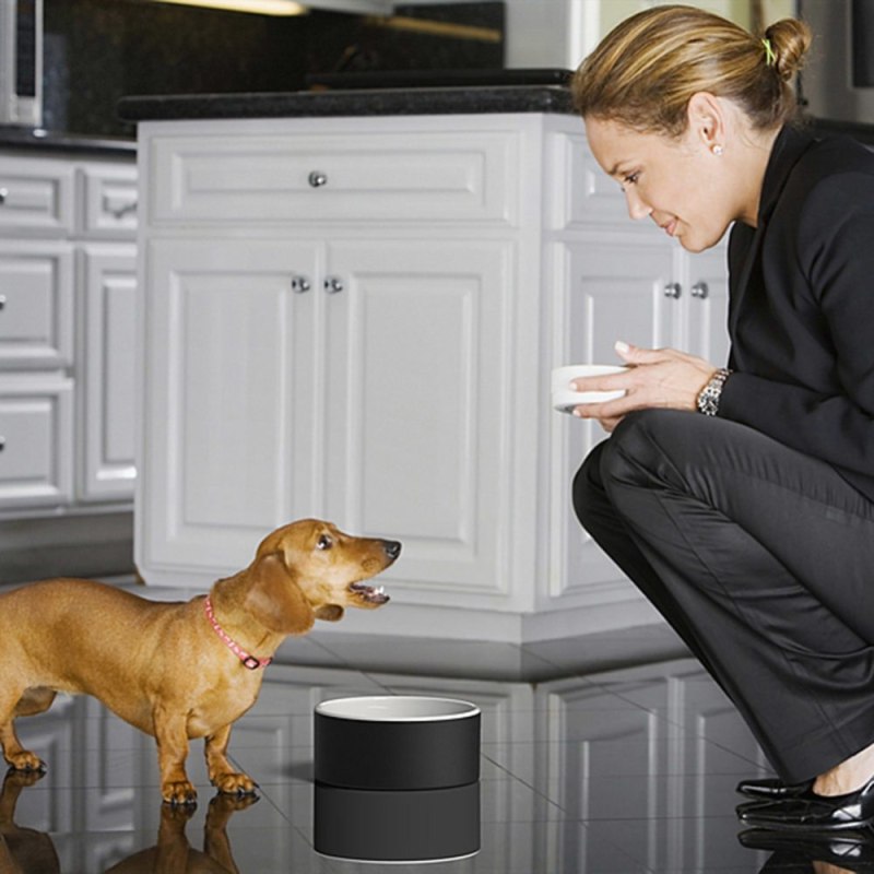 Listen! Why the Dogs … (Bark)?
