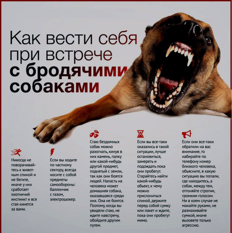 Собака скулит
