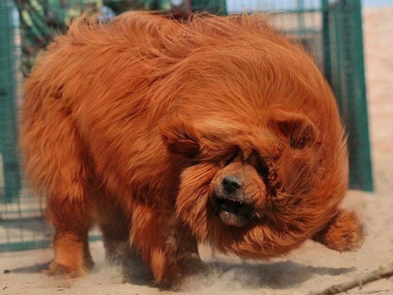 Тибетский мастиф Хонг Донг Hong