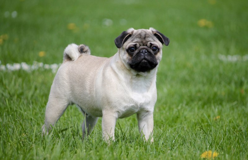 Pug Мопс