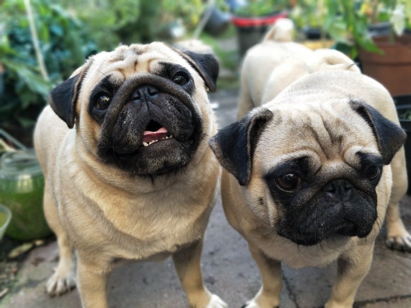 Pug Мопс