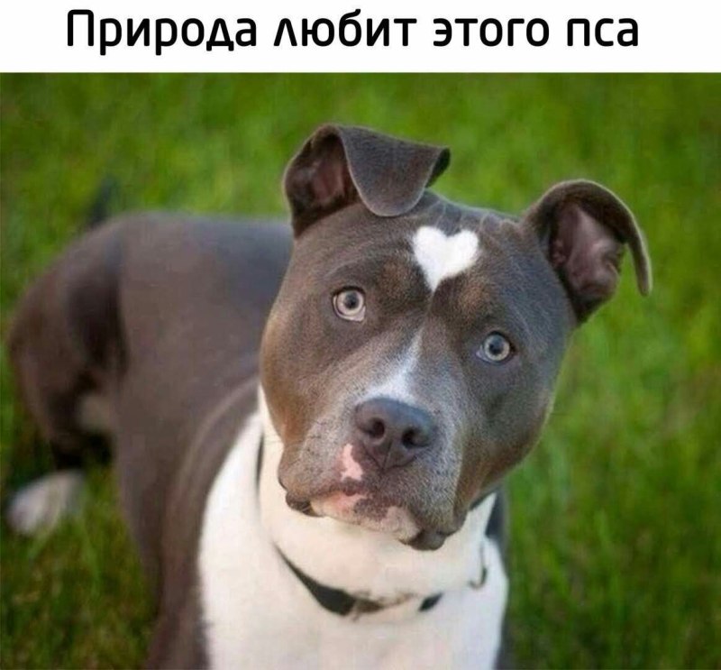 Американский стаффордширский терьер шоколадный