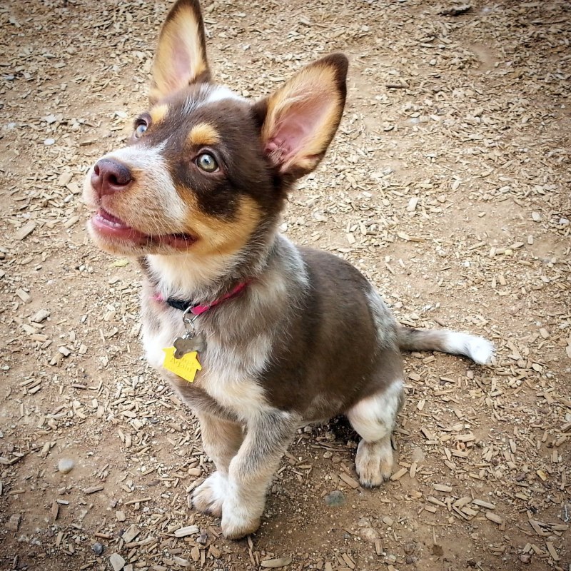 Australian Shepherd Blue Heeler Mix