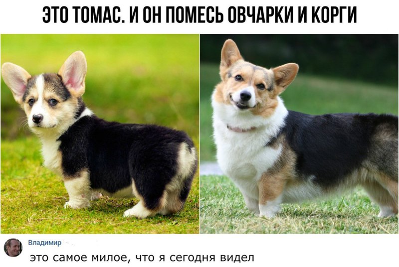 Помесь корги и овчарки