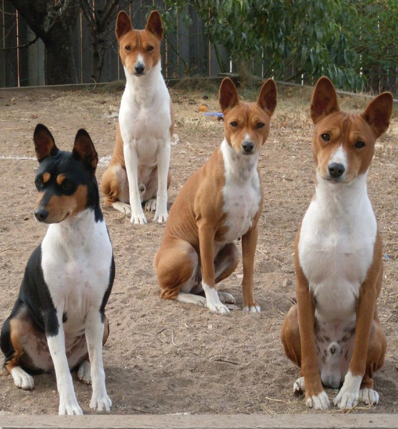 Basenji собака