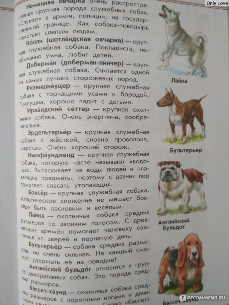 Атлас атлас-определитель породы собак