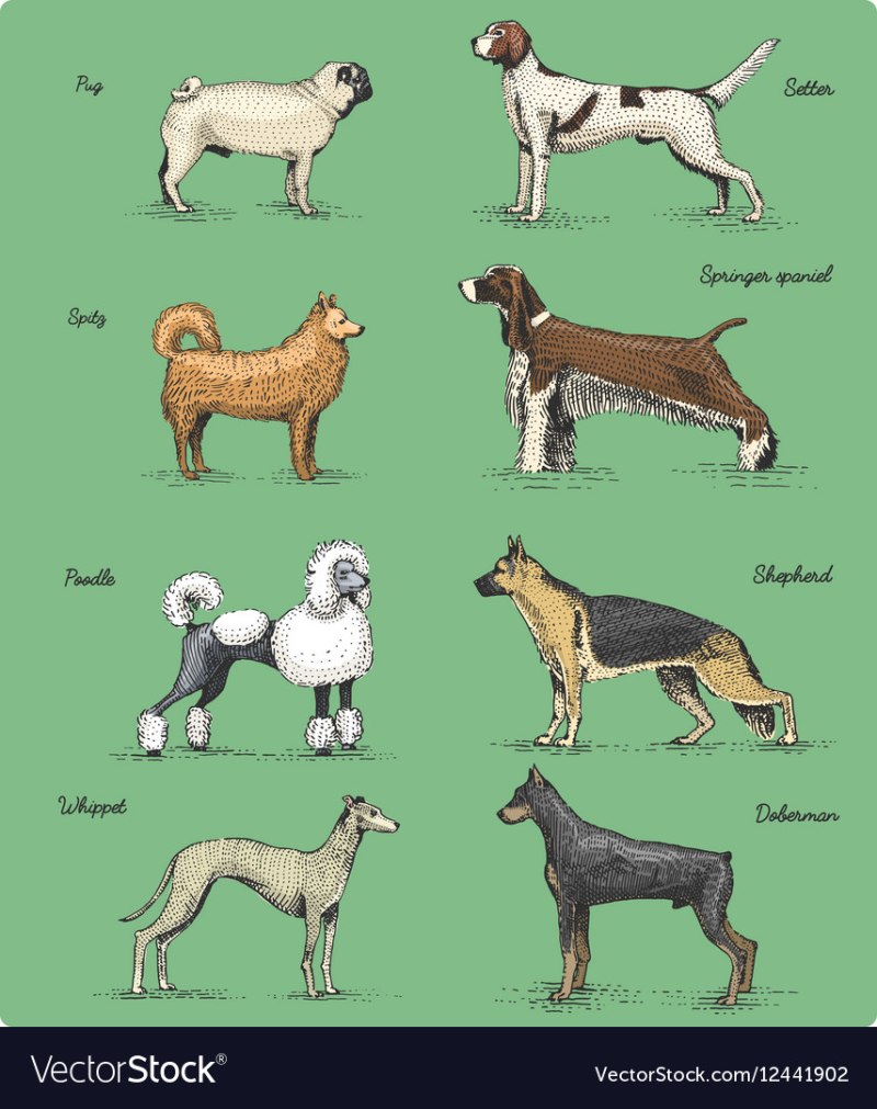 Определитель породы собак
