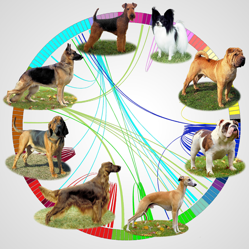Селекция собак. Разнообразие пород собак. Выведение новых пород животных. Эволюция пород собак. Откуда появилась порода