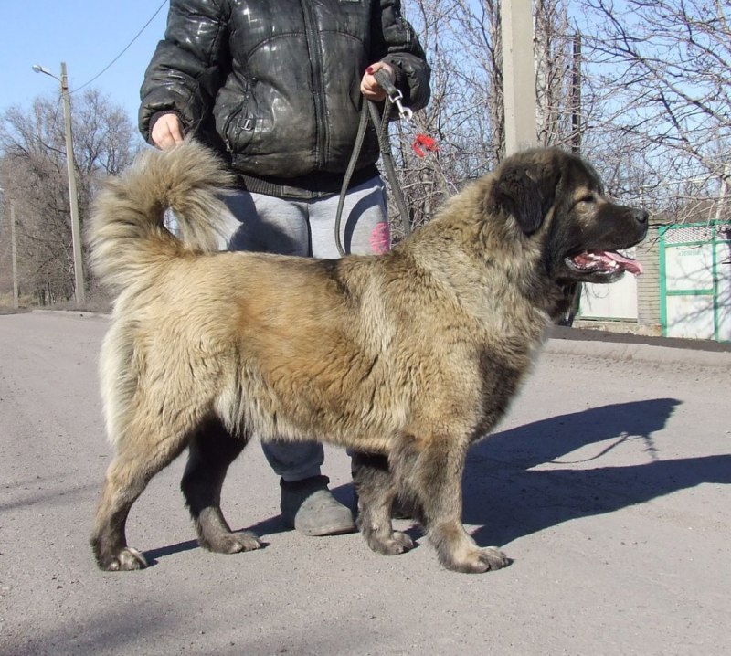 Кавказская овчарка экстерьер