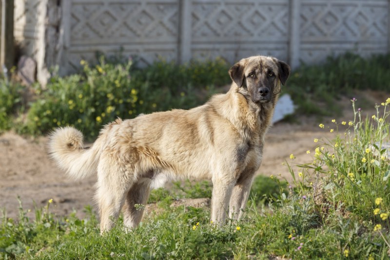 Бельгийский грюнендаль