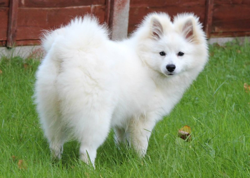 Шпиц cute Pomeranian