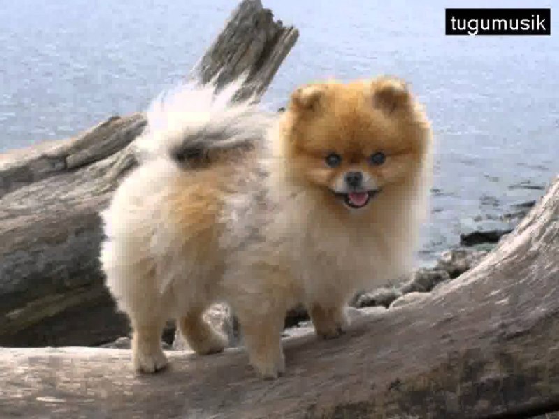 Шпиц cute Pomeranian