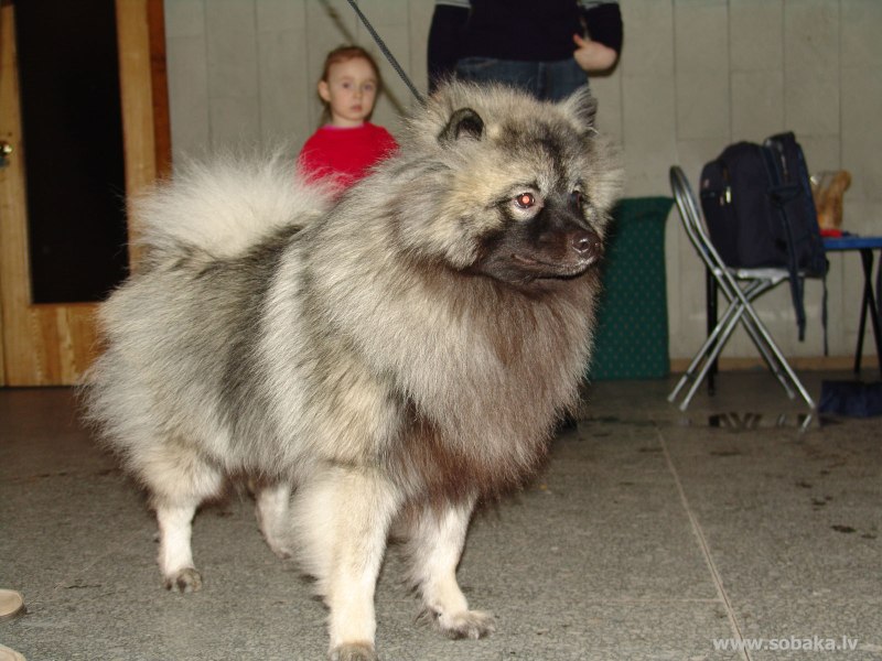 Собака японский шпиц