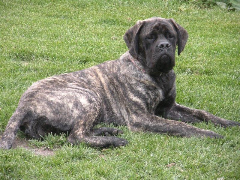 Кане Корсо