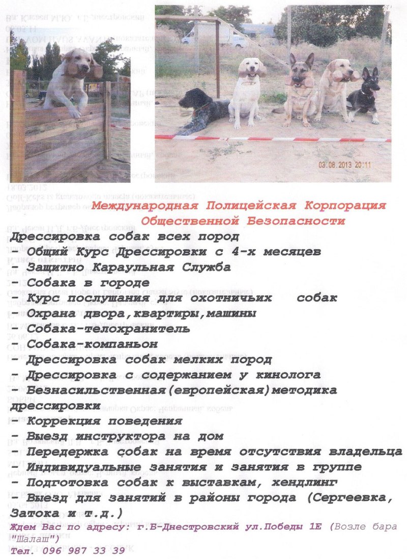 План дрессировки собаки