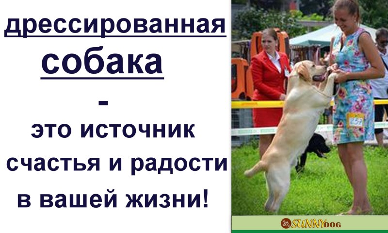 Дрессировка собак самостоятельно