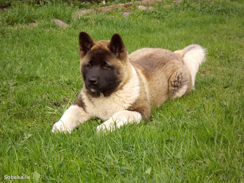 Akita Inu Puppy