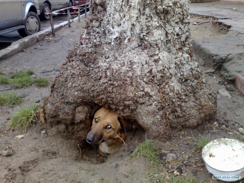 Собака около дерева