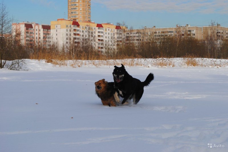 Краснознаменск щенки