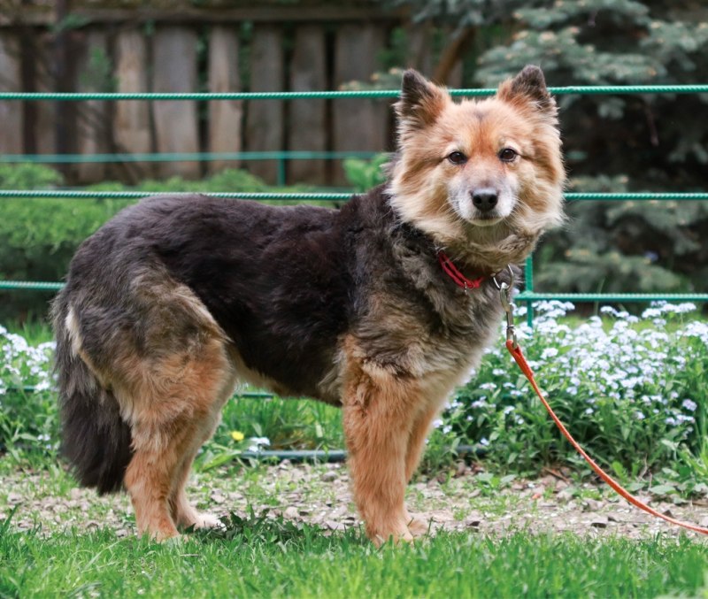 Scruffs Chester Divan лежак-Нора для собак
