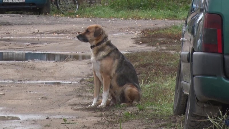 Дворняжка ждёт хозяев