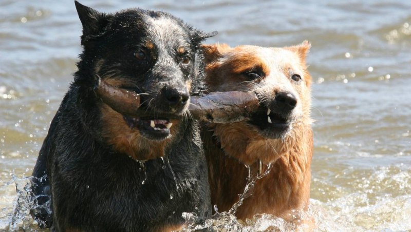 Warming Dogs Australia