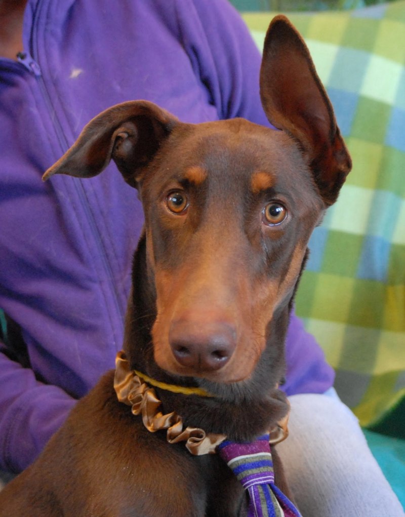 Chocolate Doberman Pincher