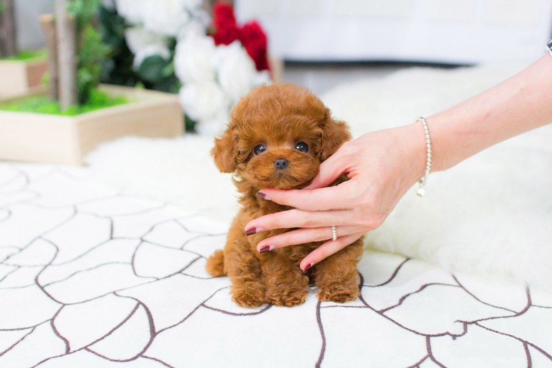 Teacup Teddy Poodle щенки