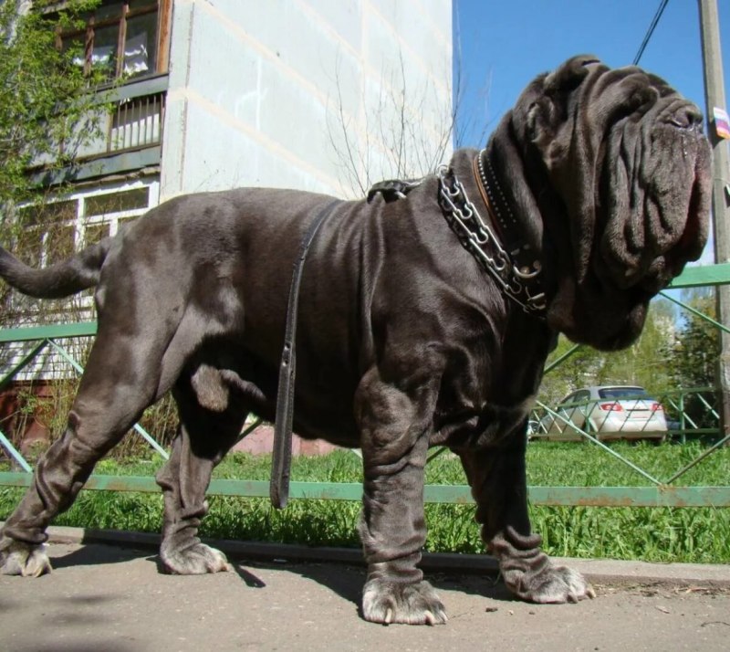 Неаполитанский Мастино