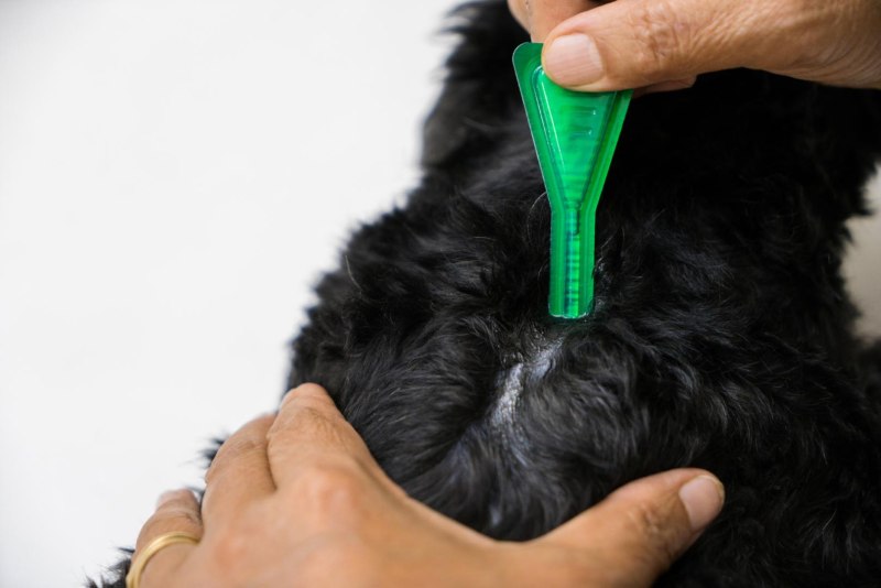 How to get rid of Fleas from Kittens effective methods of Control and Prevention