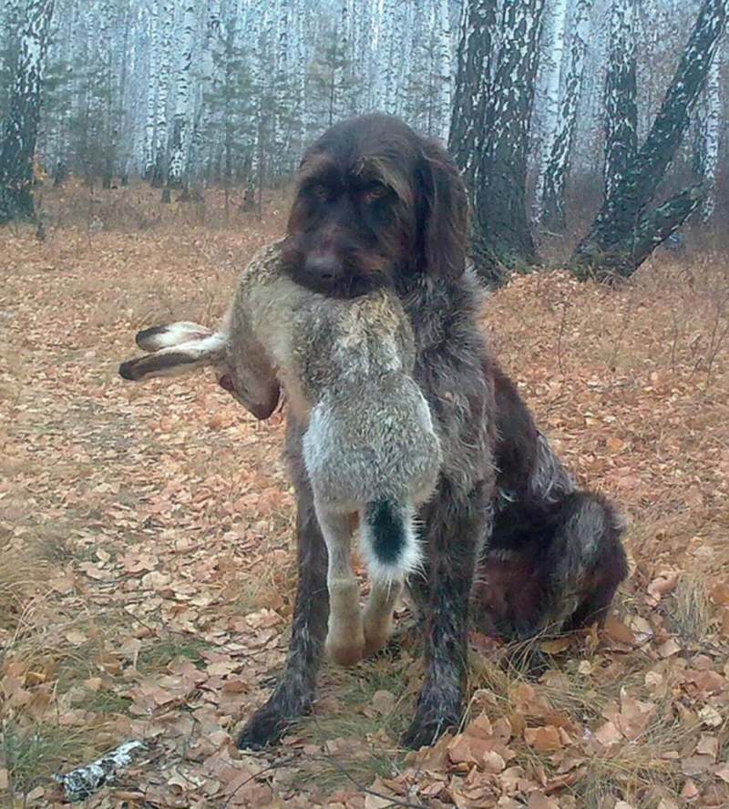 Драхтерьер собака