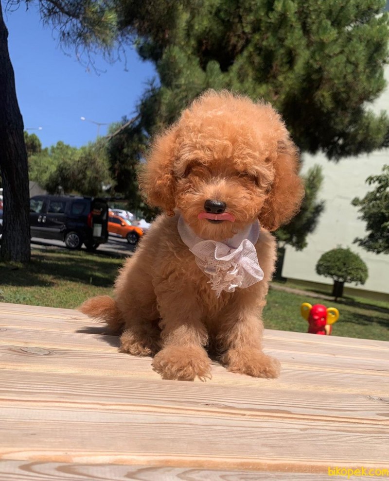 Poodle Kaniş