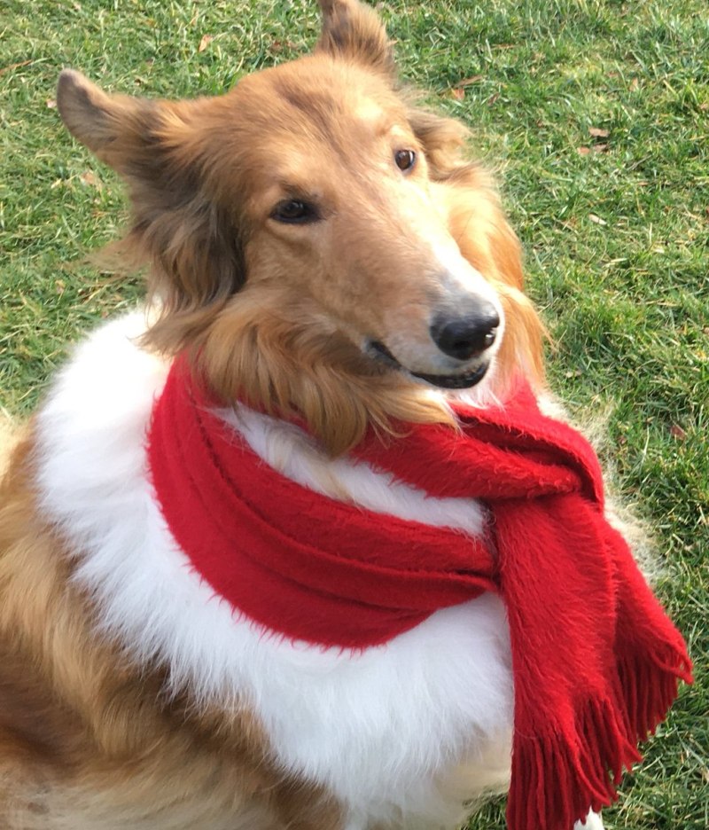 The Sheltie Series by Peter Clover