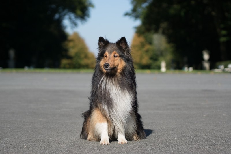 Collie Scottish Shepherd