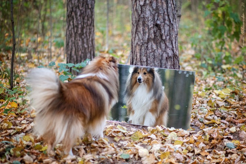 Колли и Йорк