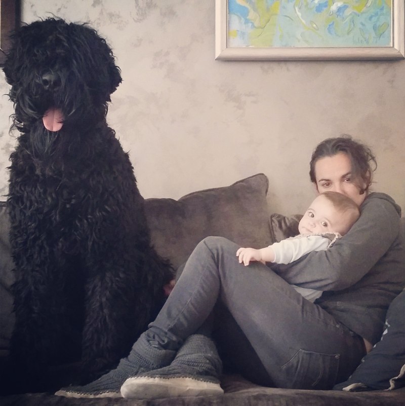 Русский терьер