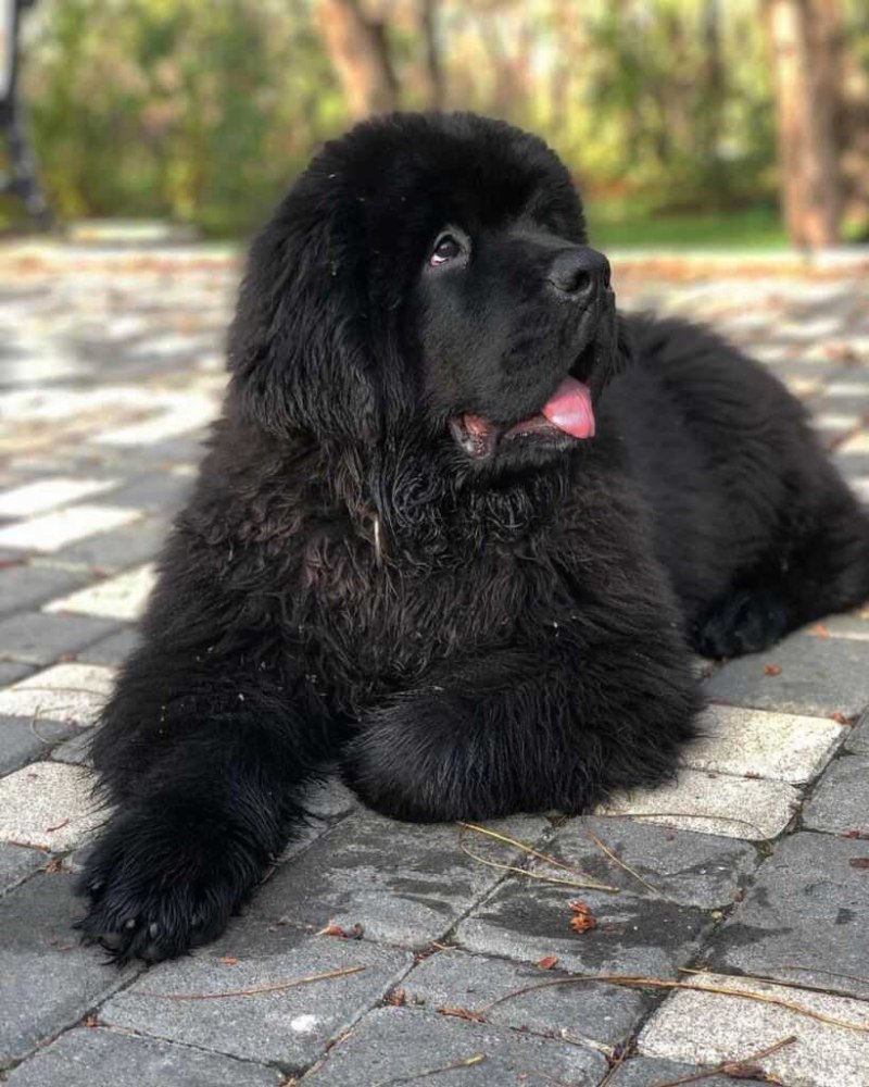 Гигантский ньюфаундленд