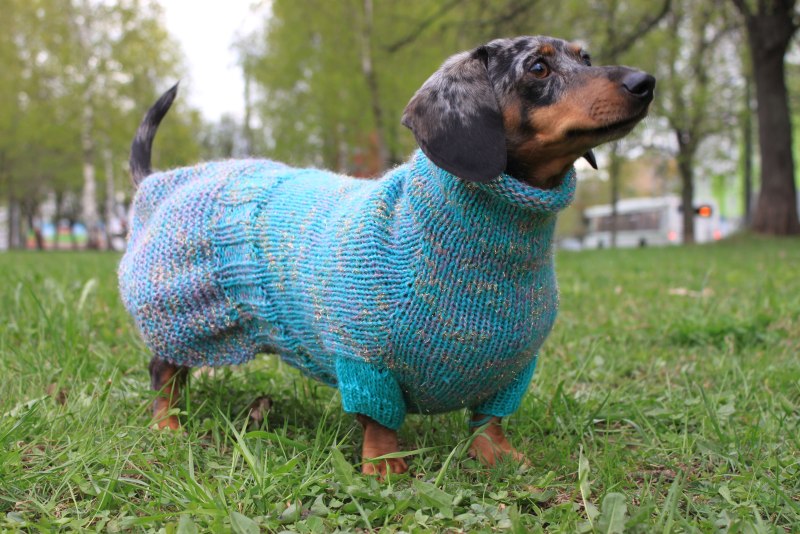 Knitted Sweater with Dachshund