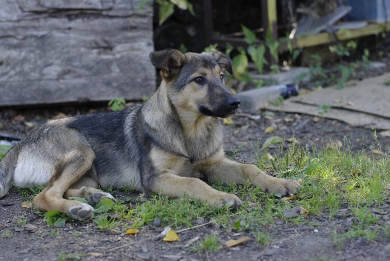 Собачники Клин
