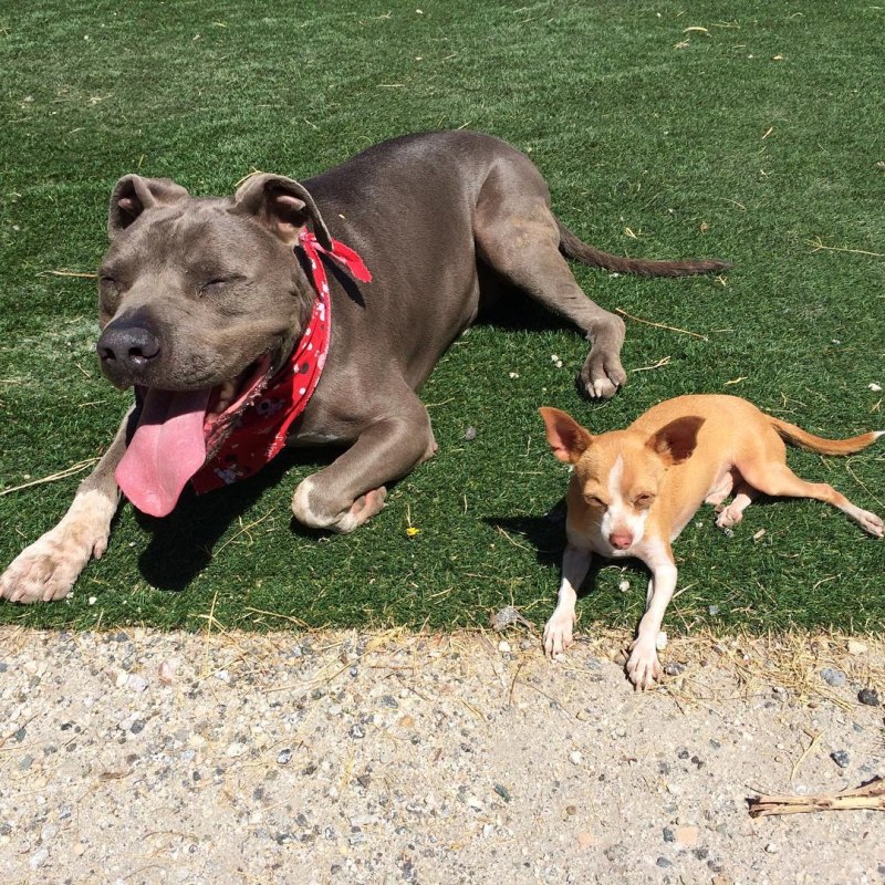 Pitbull Jangi
