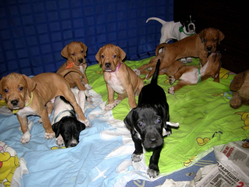 Yellow Lab Mutt