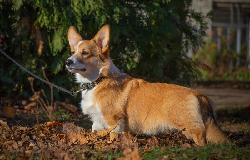 Вельш корги пемброк