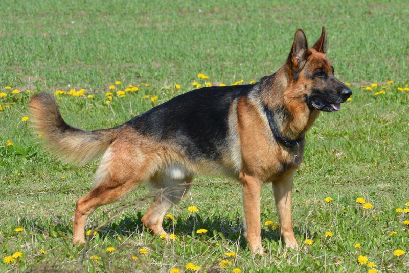 Баварская овчарка Shepherd