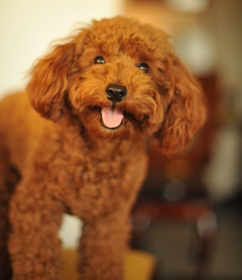 Toy Poodle собака