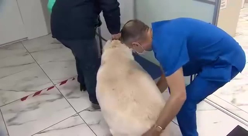 Чем можно усыпить собаку