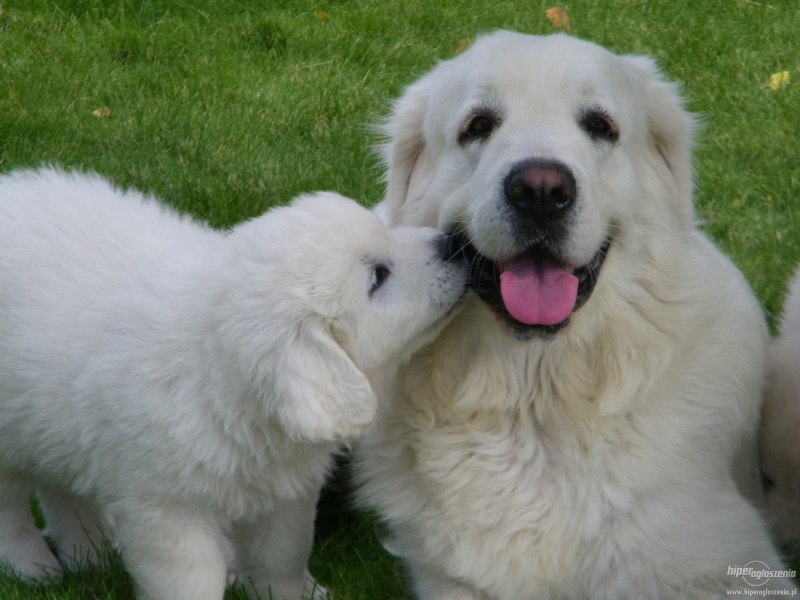 Great Pyrenees порода