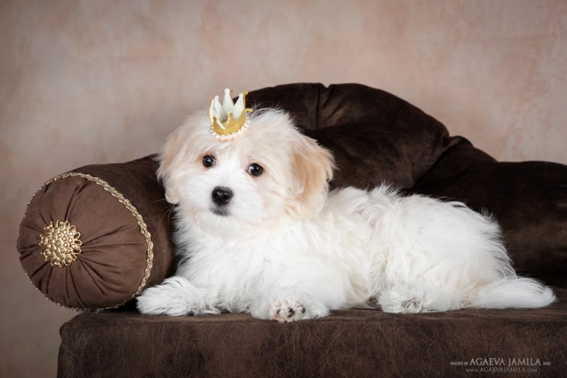 Silver Toy Poodle
