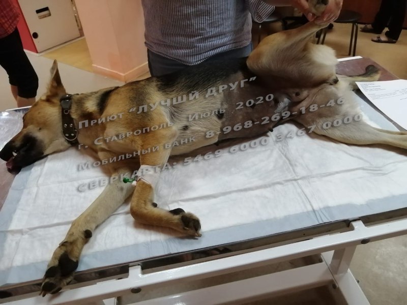 Волонтеры показать найденных в праздники собак