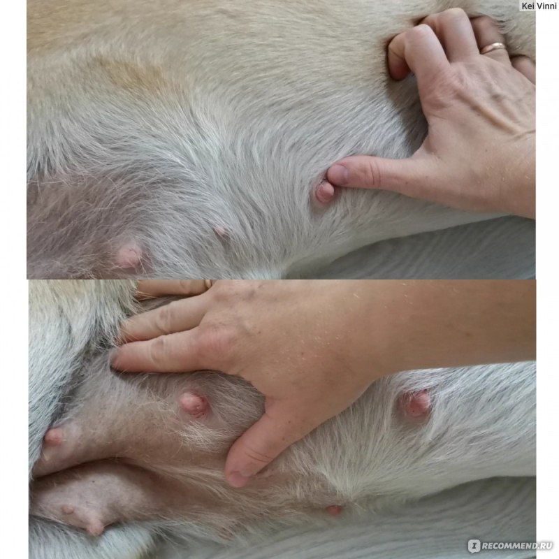 Кастрация котов крипторхов