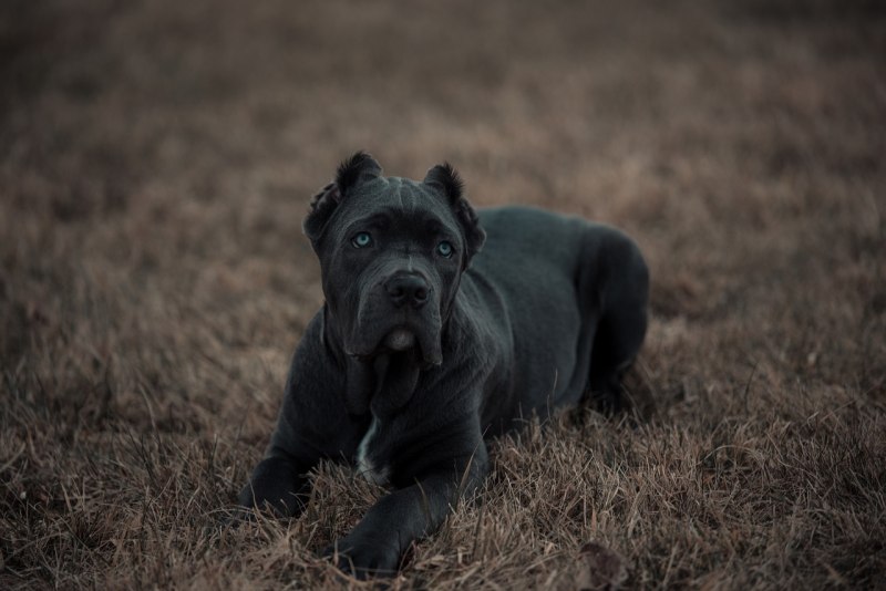 Преса Канарио Канарский дог presa Canario